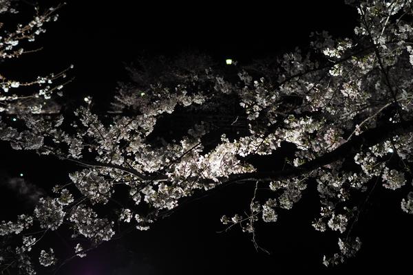 Nagoya (Sakura, Altar Klee Live) Vorschaubild